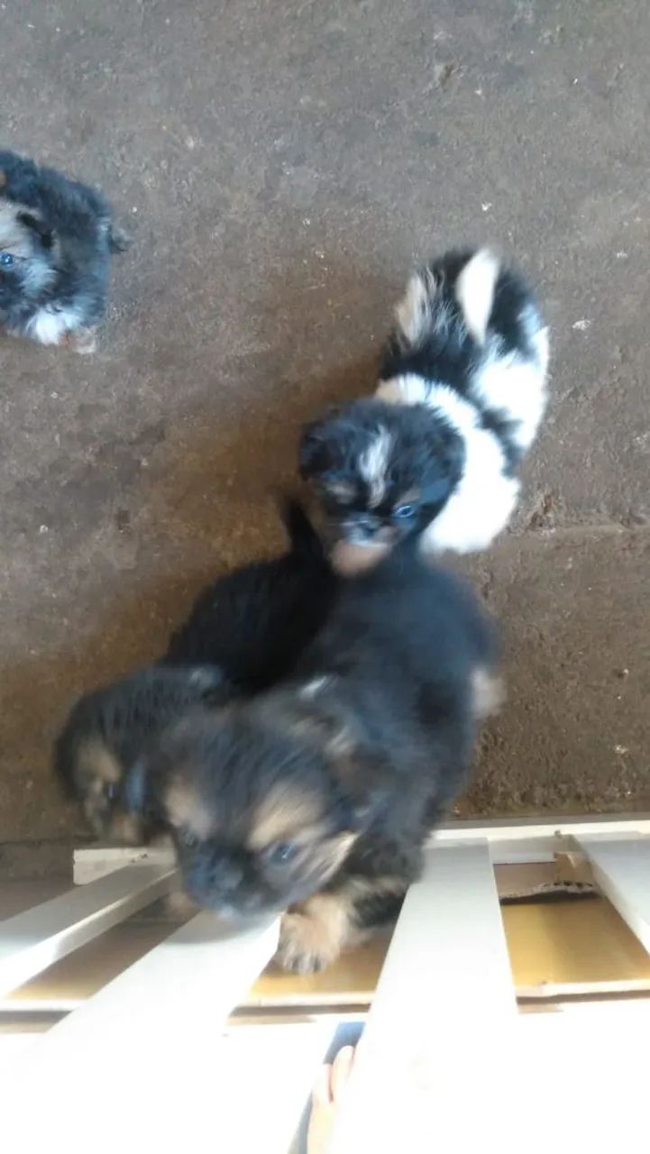 Lindos filhos de pequinês  disponível  - Foto 4