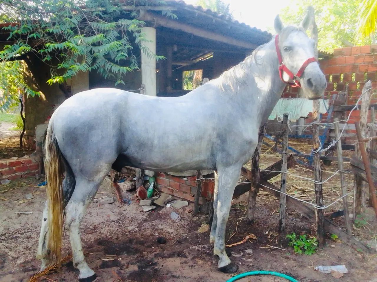 Vendo cavalo Mangalarga 