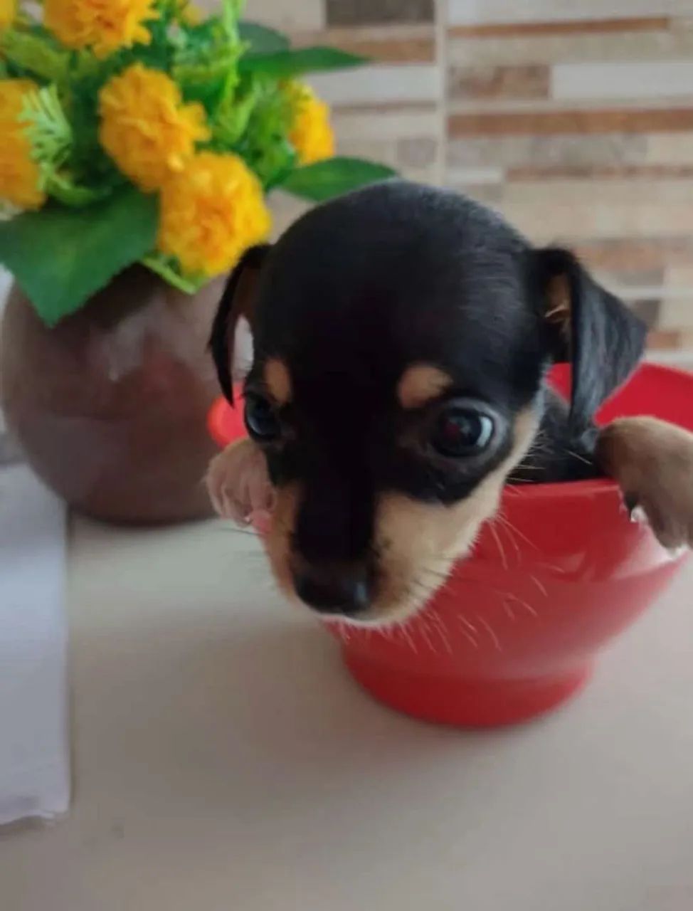 PINSCHER ZERO - Foto 4