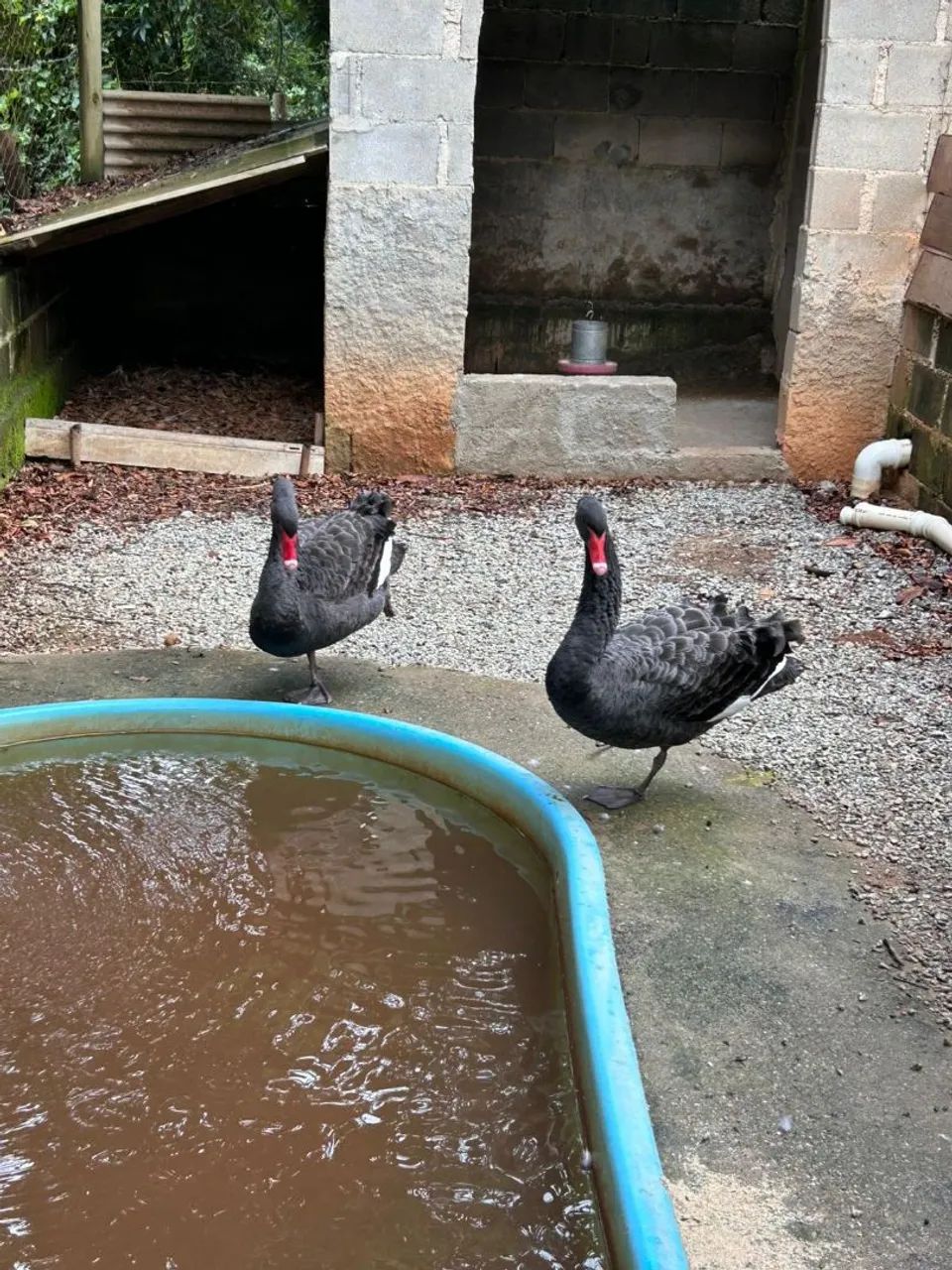 Vendo Cisne Negro - Foto 3