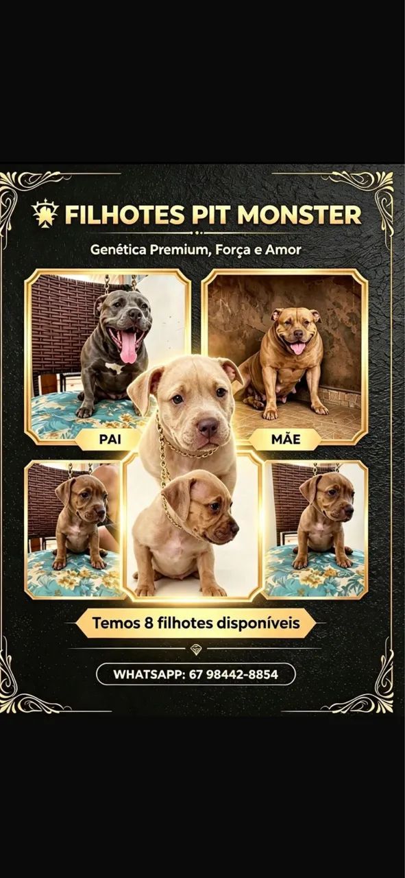 Pit bull 