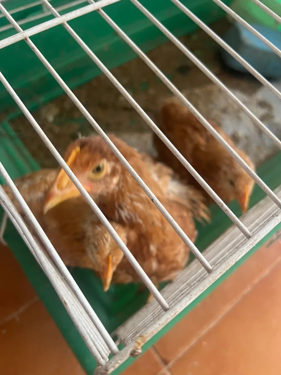 Galinha  - Foto 2