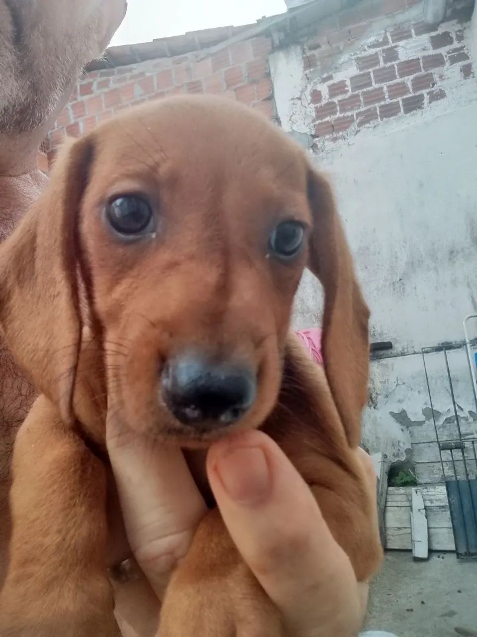 Cachorros  - Foto 2