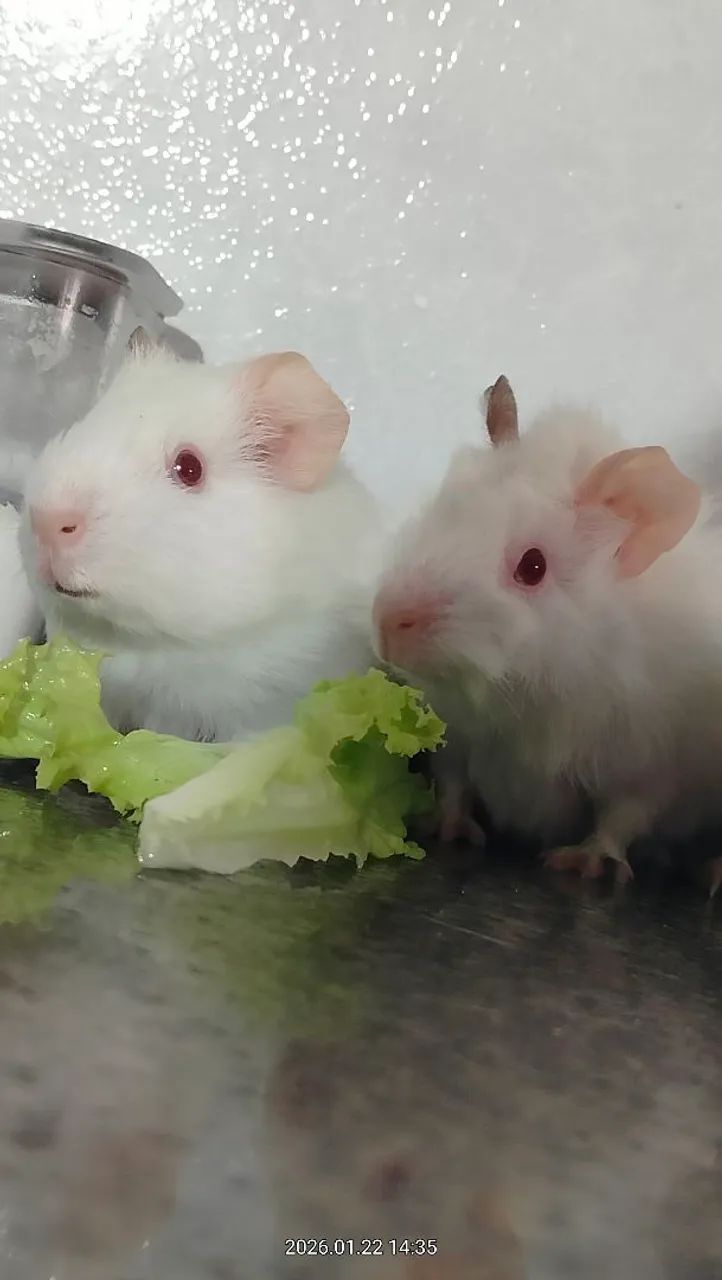 Porquinho da índia doação 