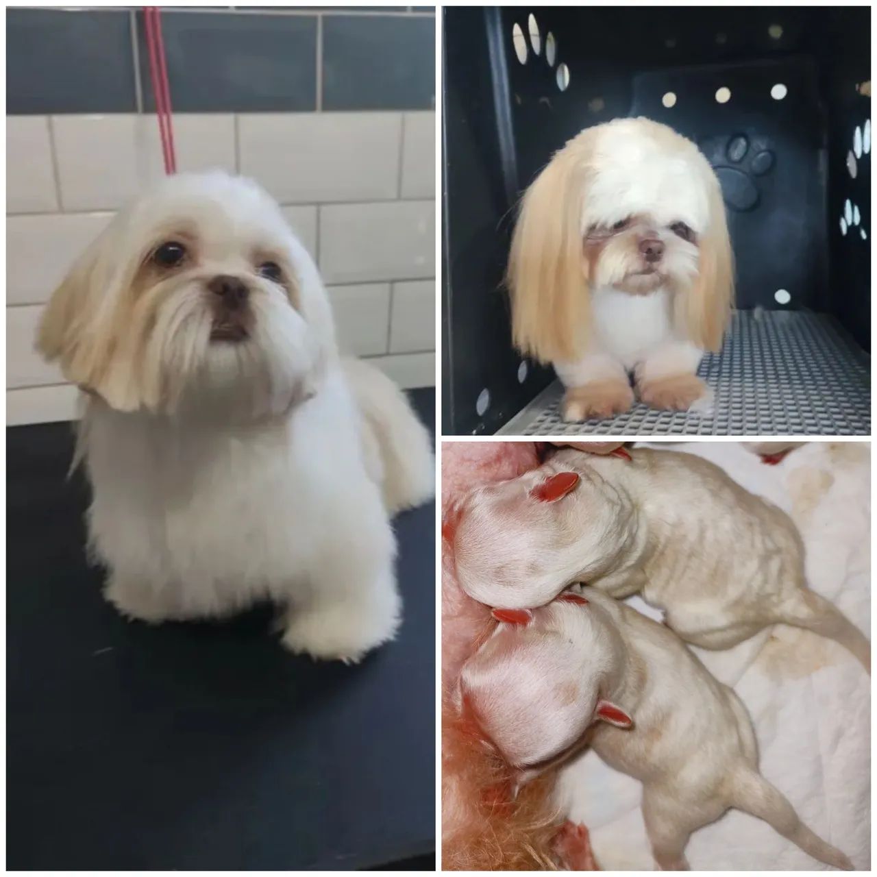 FILHOTES DE SHITZU 