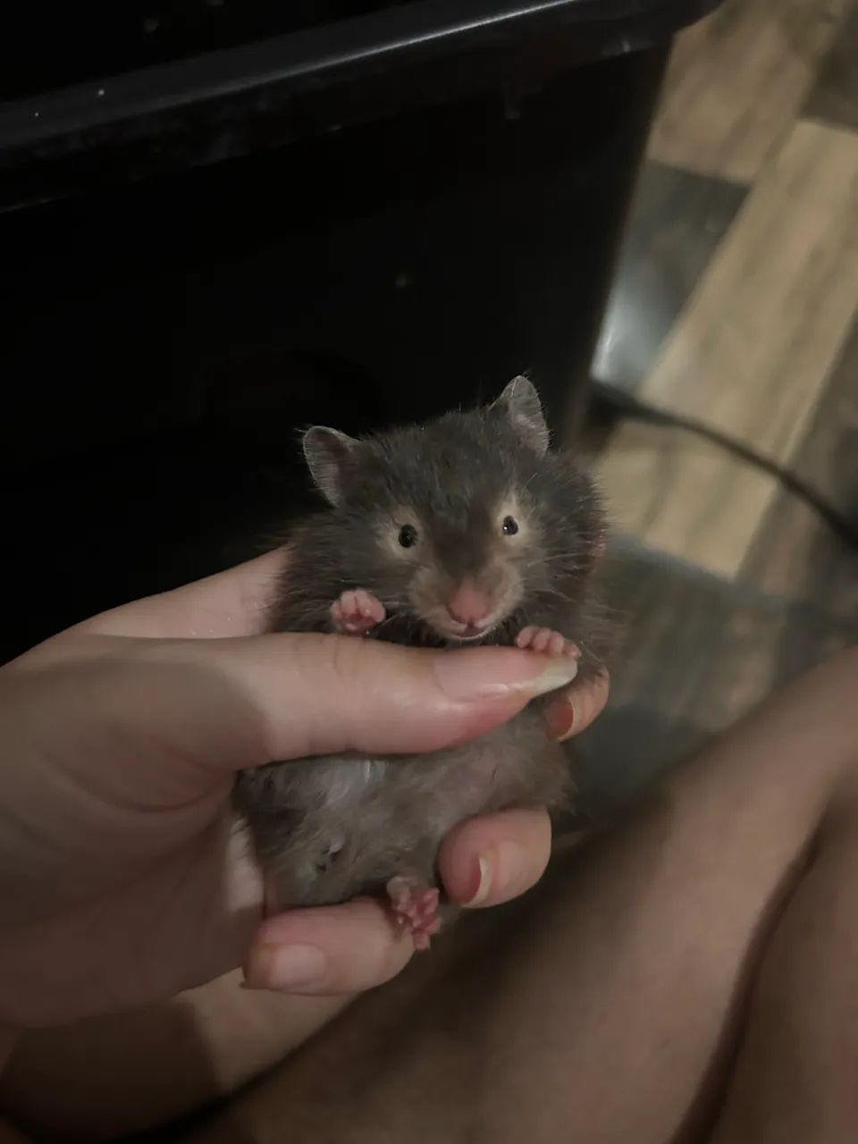 Hamster sírio angorá - Foto 2