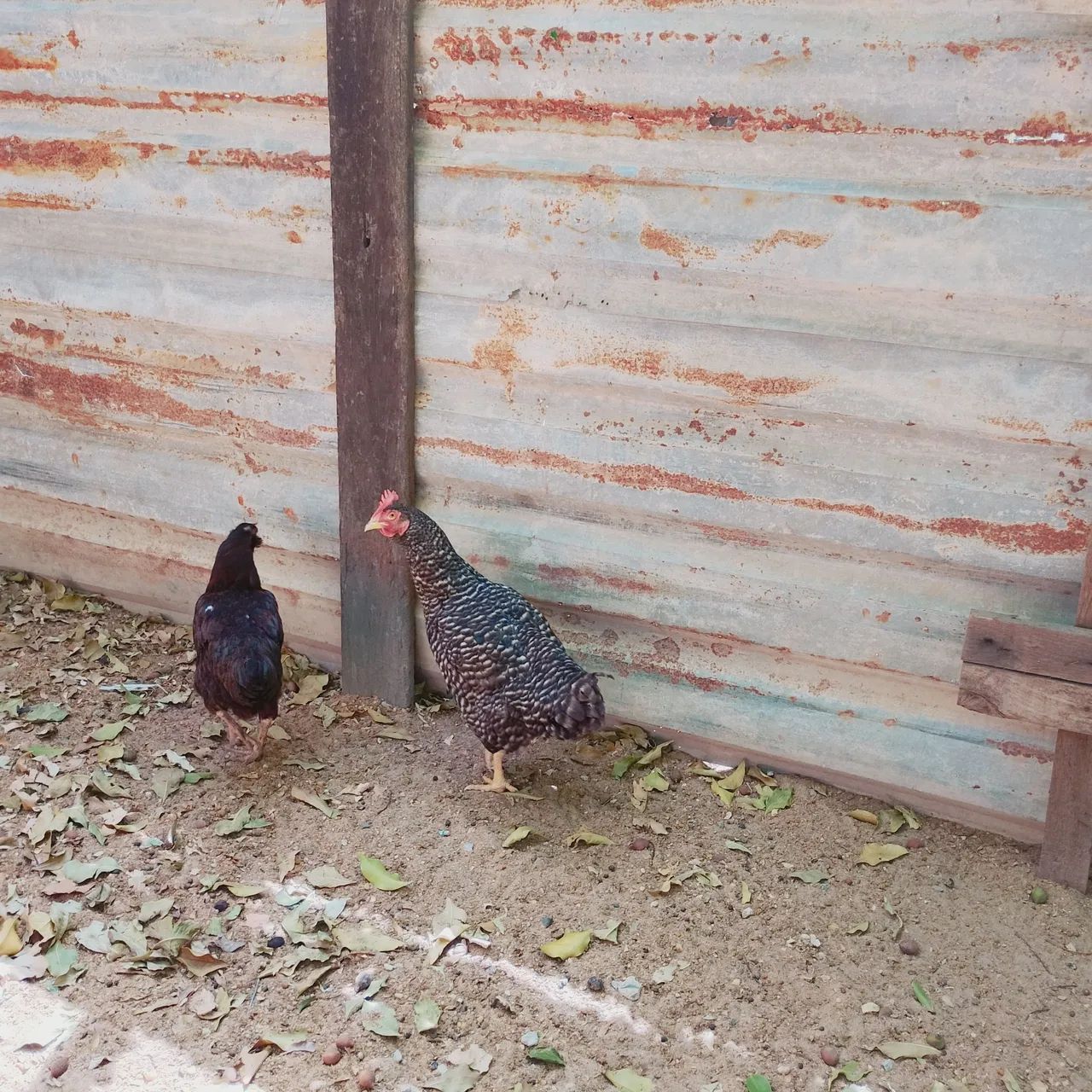 Galinha  - Foto 4