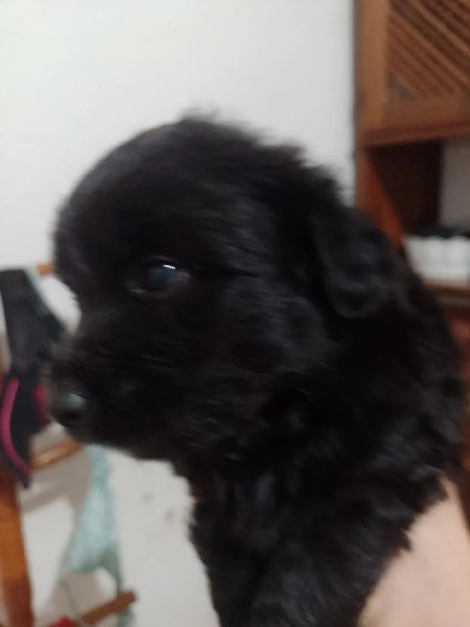 Poodle - Foto 3