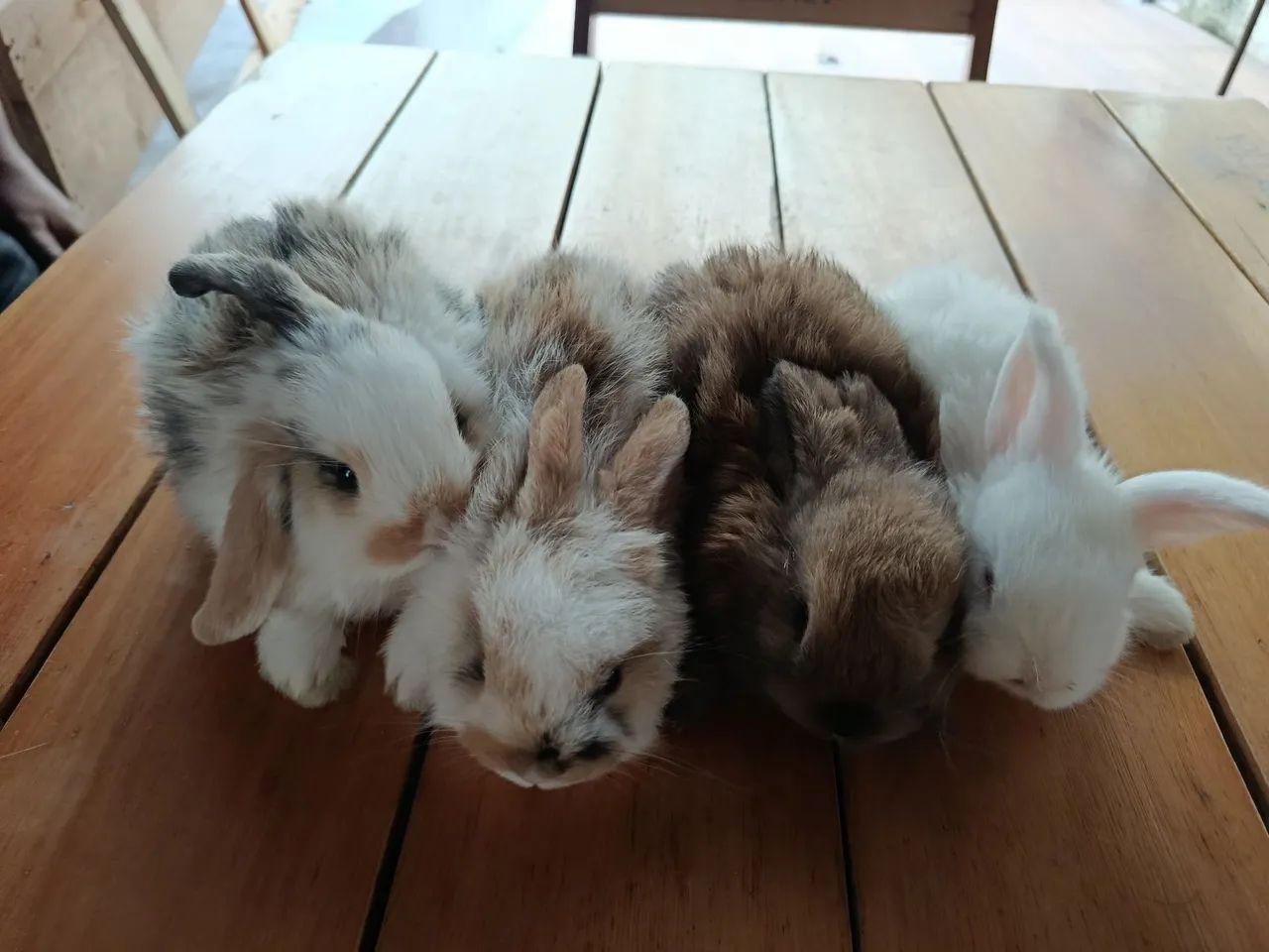 Coelho mini lop  - Foto 3