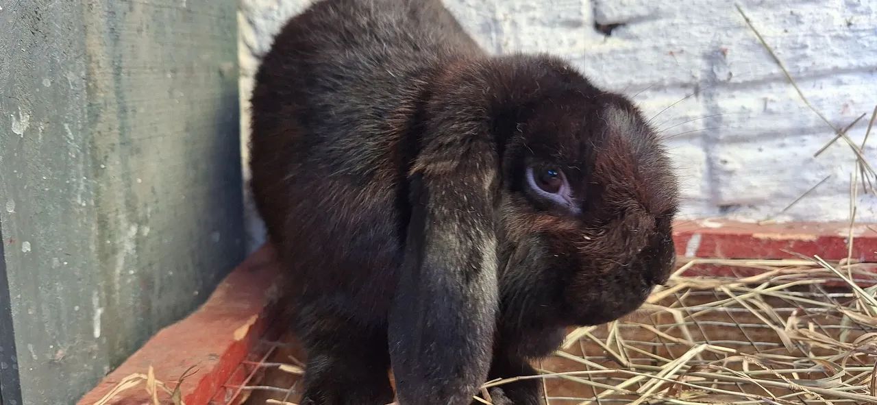 Lindo coelho Mini lop adulto reprodutor. - Foto 3
