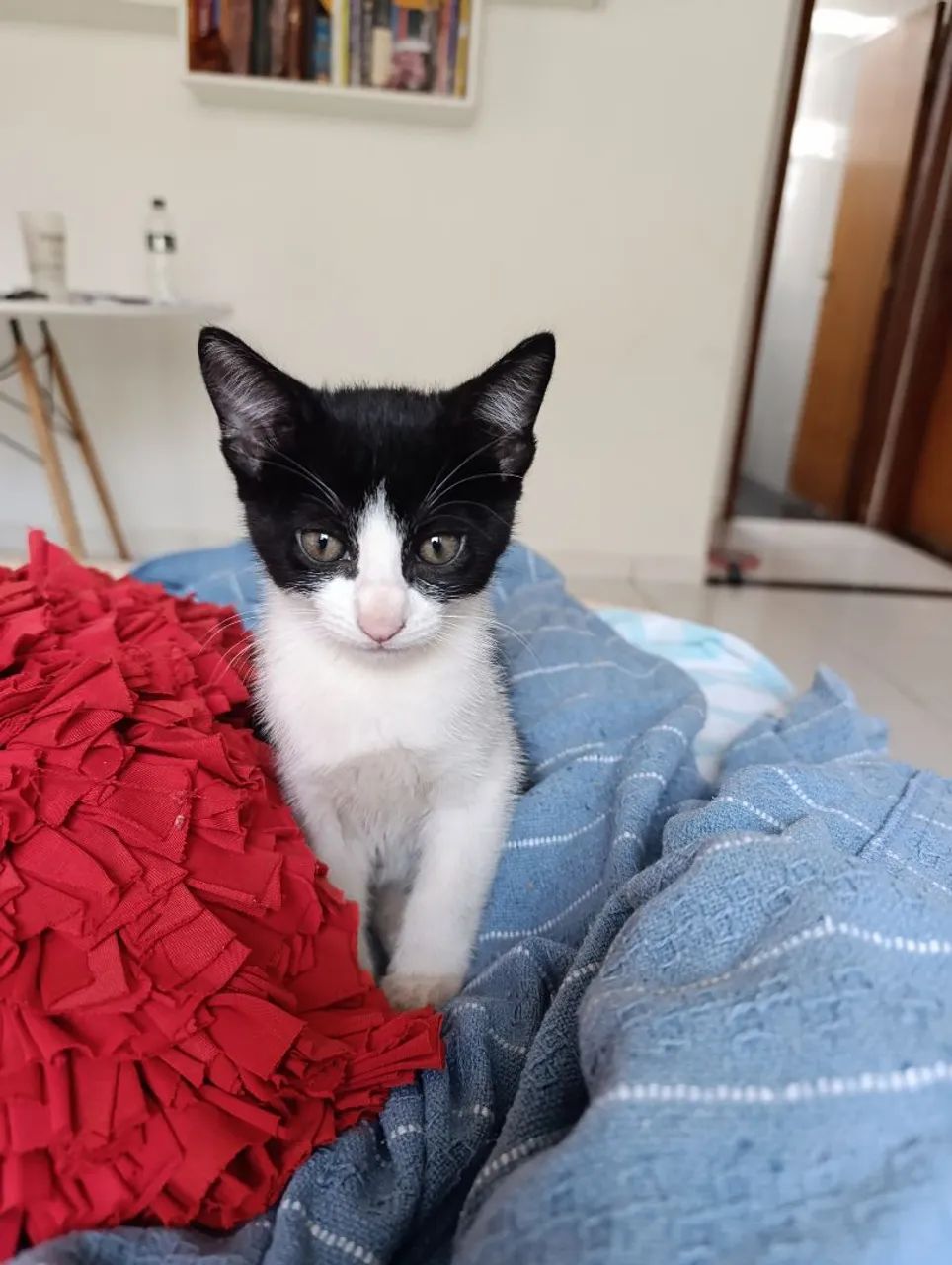 Adoção de gatinho macho - Foto 4