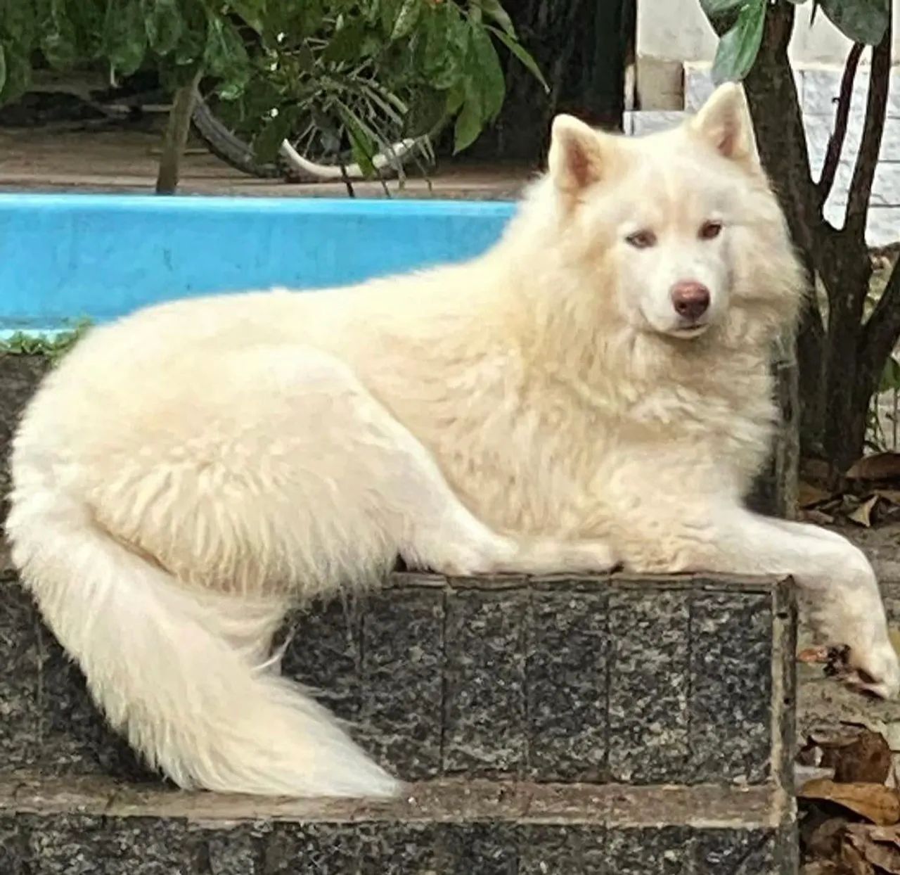Husky Siberiano Macho - Foto 3