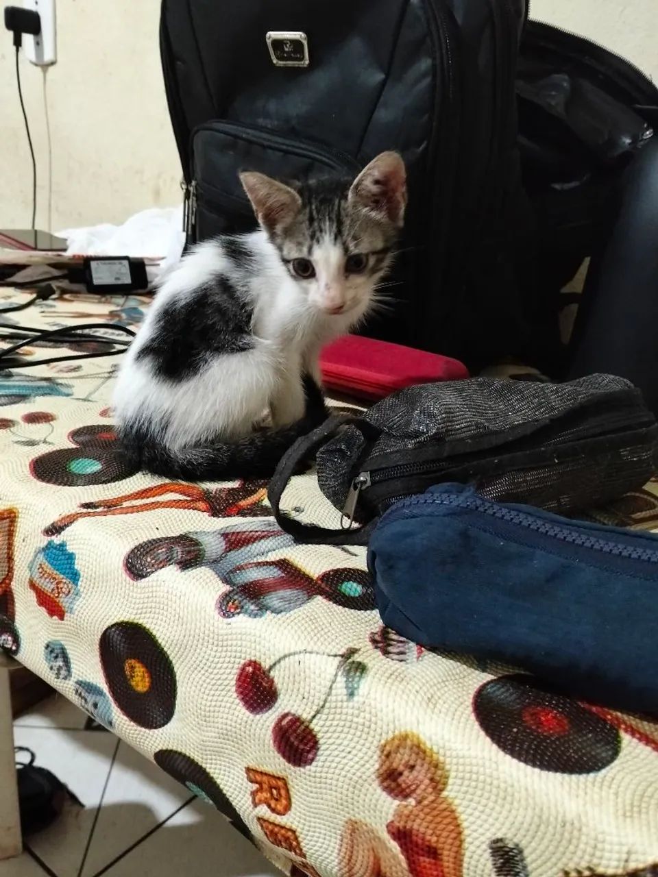 Doação de gatinhos (faço entrega) - Foto 3