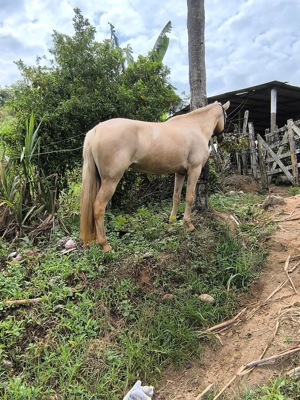 Égua mangalarga macha picada 