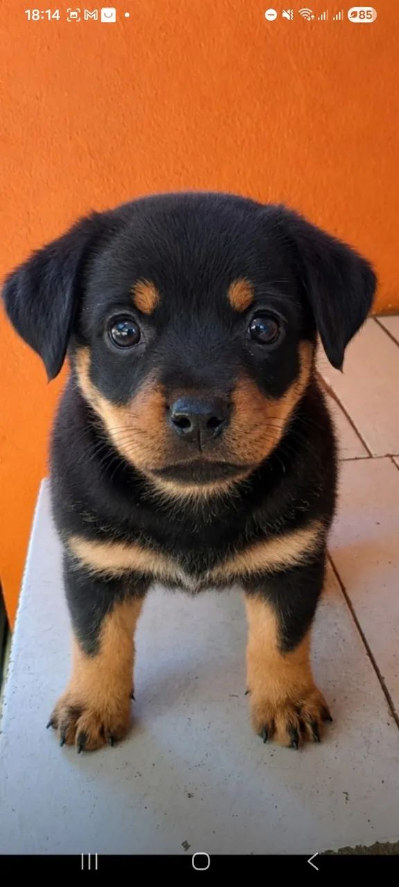 Filhote de rottweiler