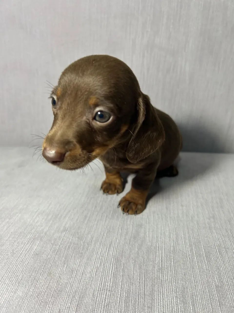PROMOÇÃO DE FINAL DE SEMANA! Dachshund/salsicha/teckel - Foto 4