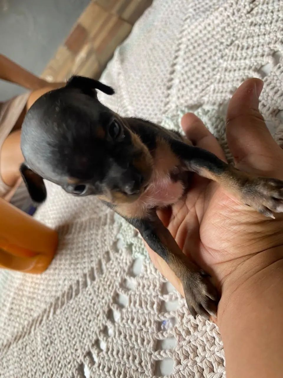 VENDO FILHO DE PINSCHER MACHO - Foto 4
