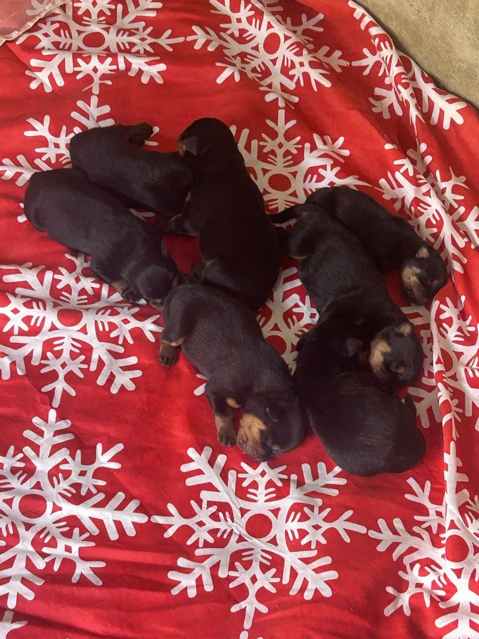rotweiller filhotes  - Foto 2