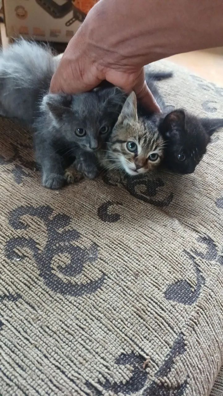 Doa-se filhotes de gato. - Foto 2