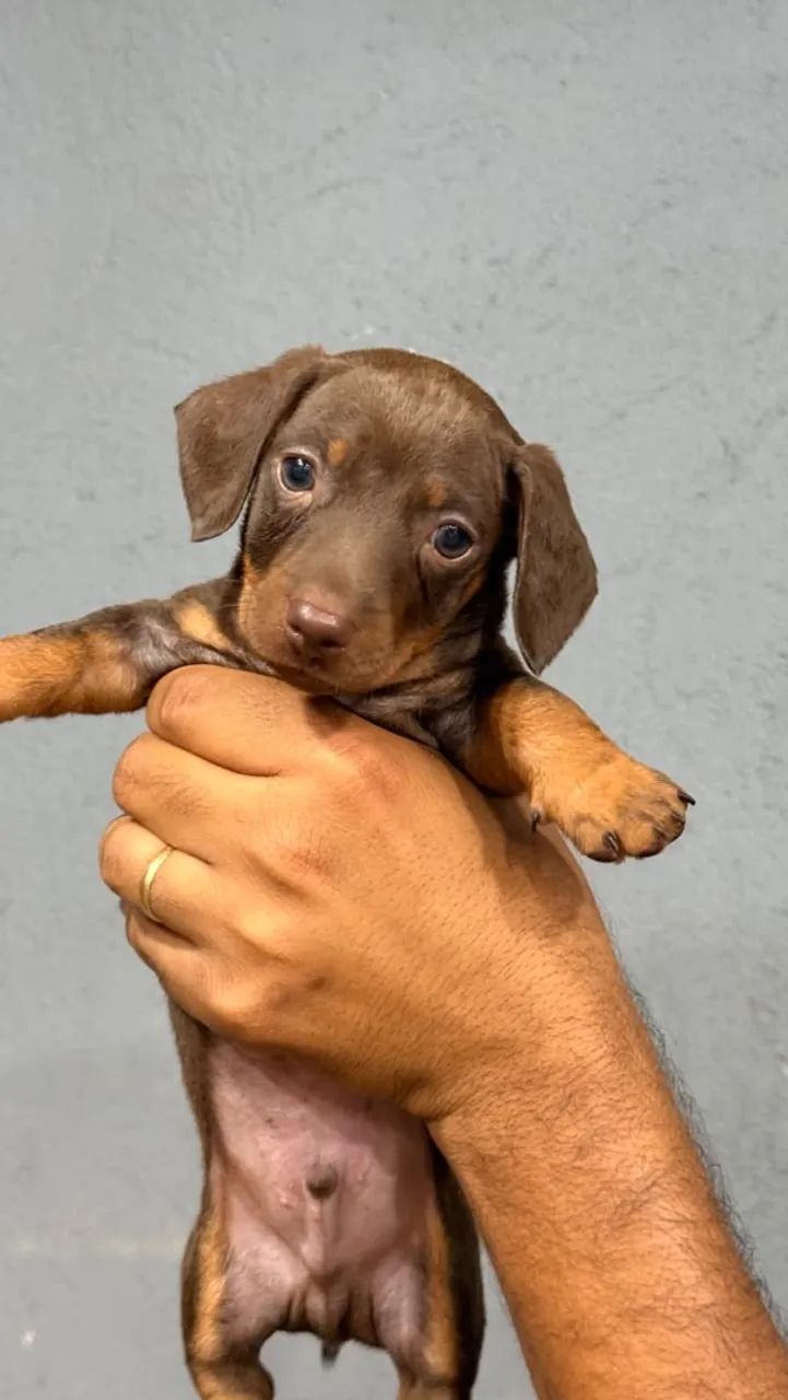 Dachshund Salsicha Macho  - Foto 4