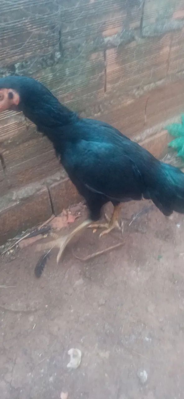 Galinha preta - Foto 2