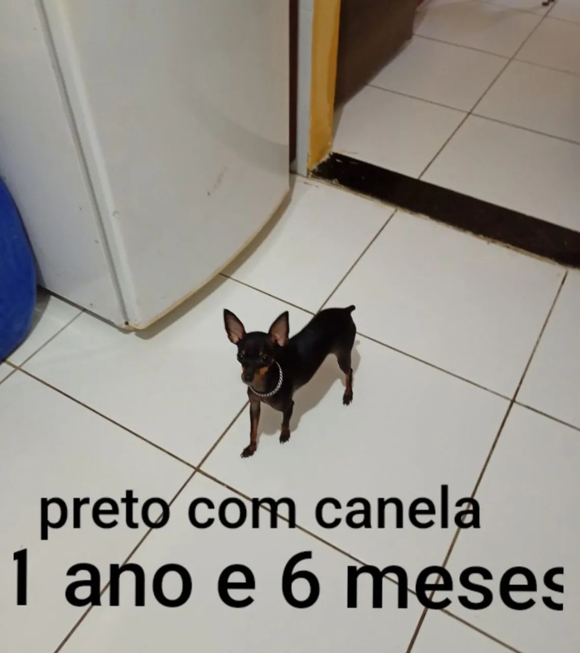 Miniatura pinscher - Foto 2