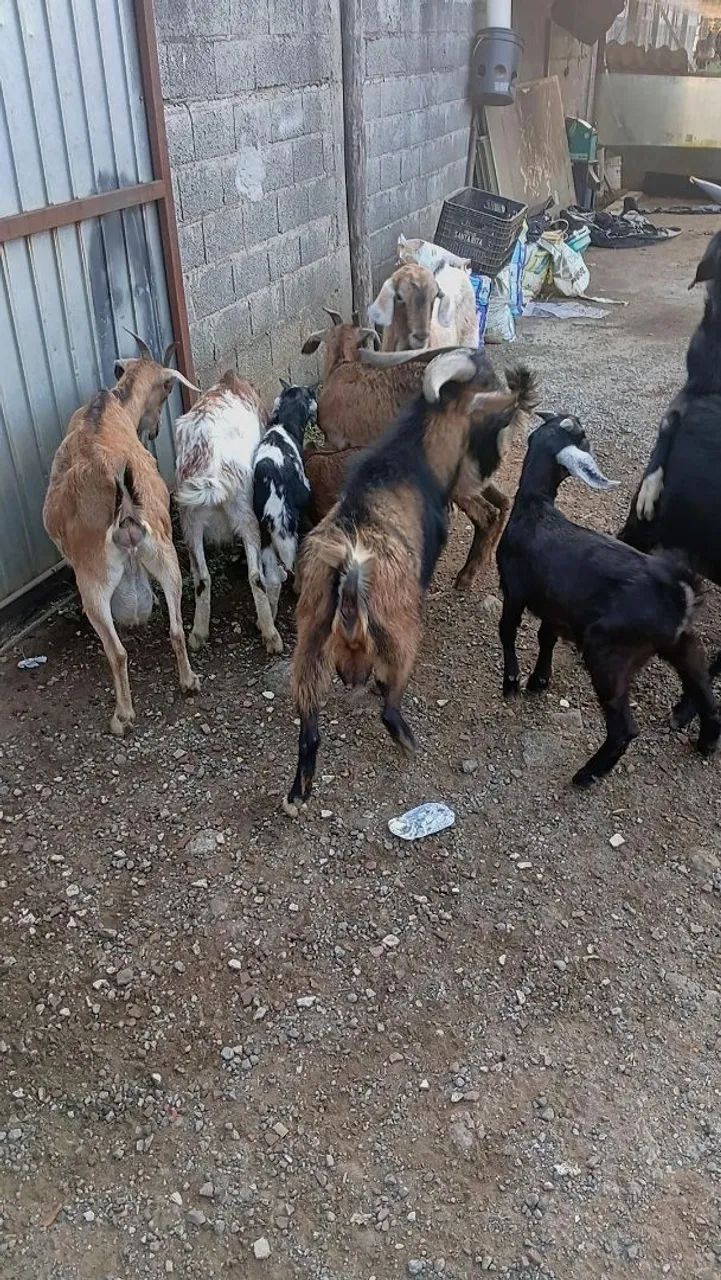 Bode cabra cabrito Ovelha carneiro  - Foto 2