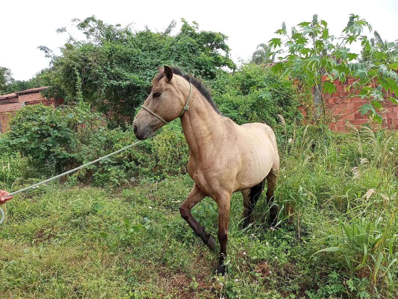 Cavalo de Montada - Foto 3