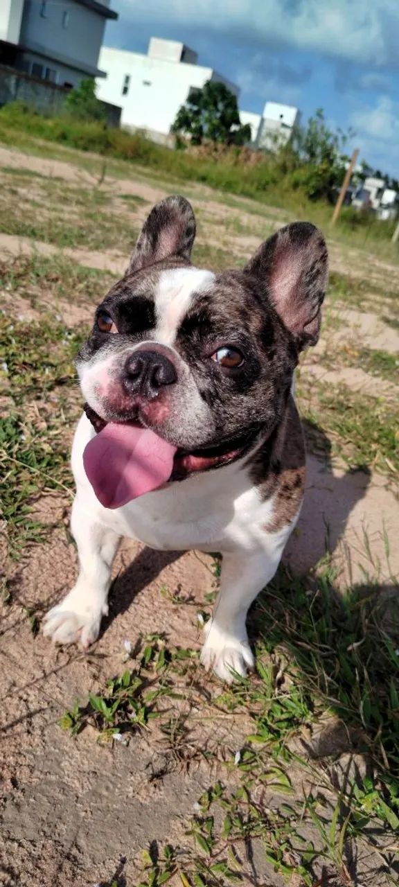Buldogue Francês procura namorada  - Foto 4