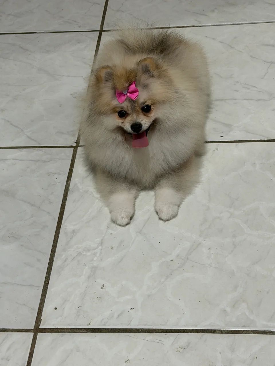 Cachorro - Foto 2