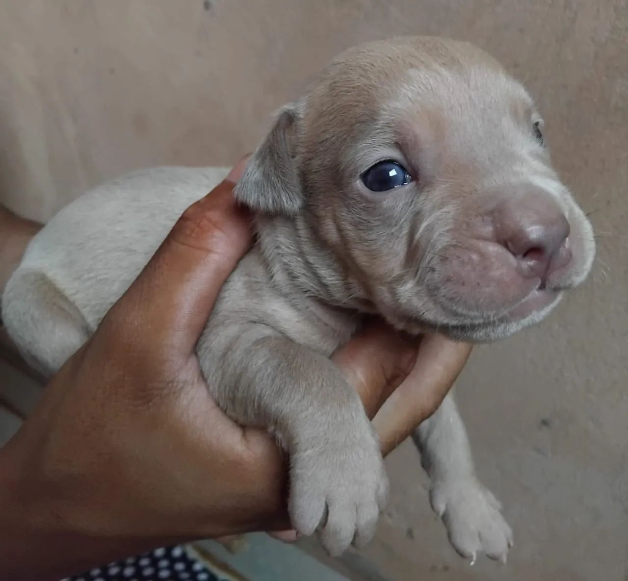 Pitbull  - Foto 5