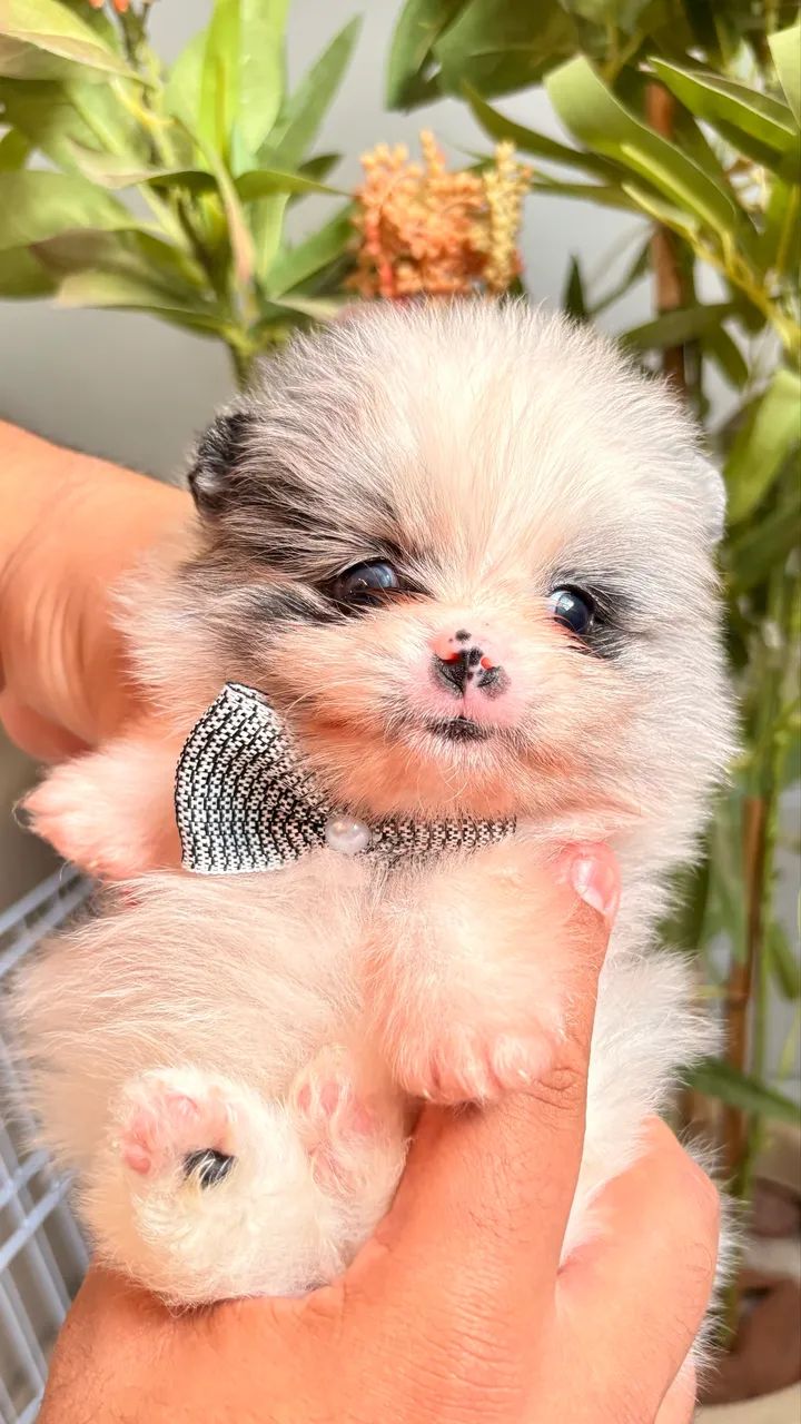 Filhote de Spitz alemão  - Foto 4