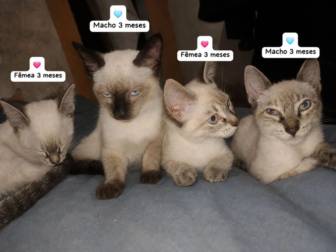 Doação de filhotes de gato