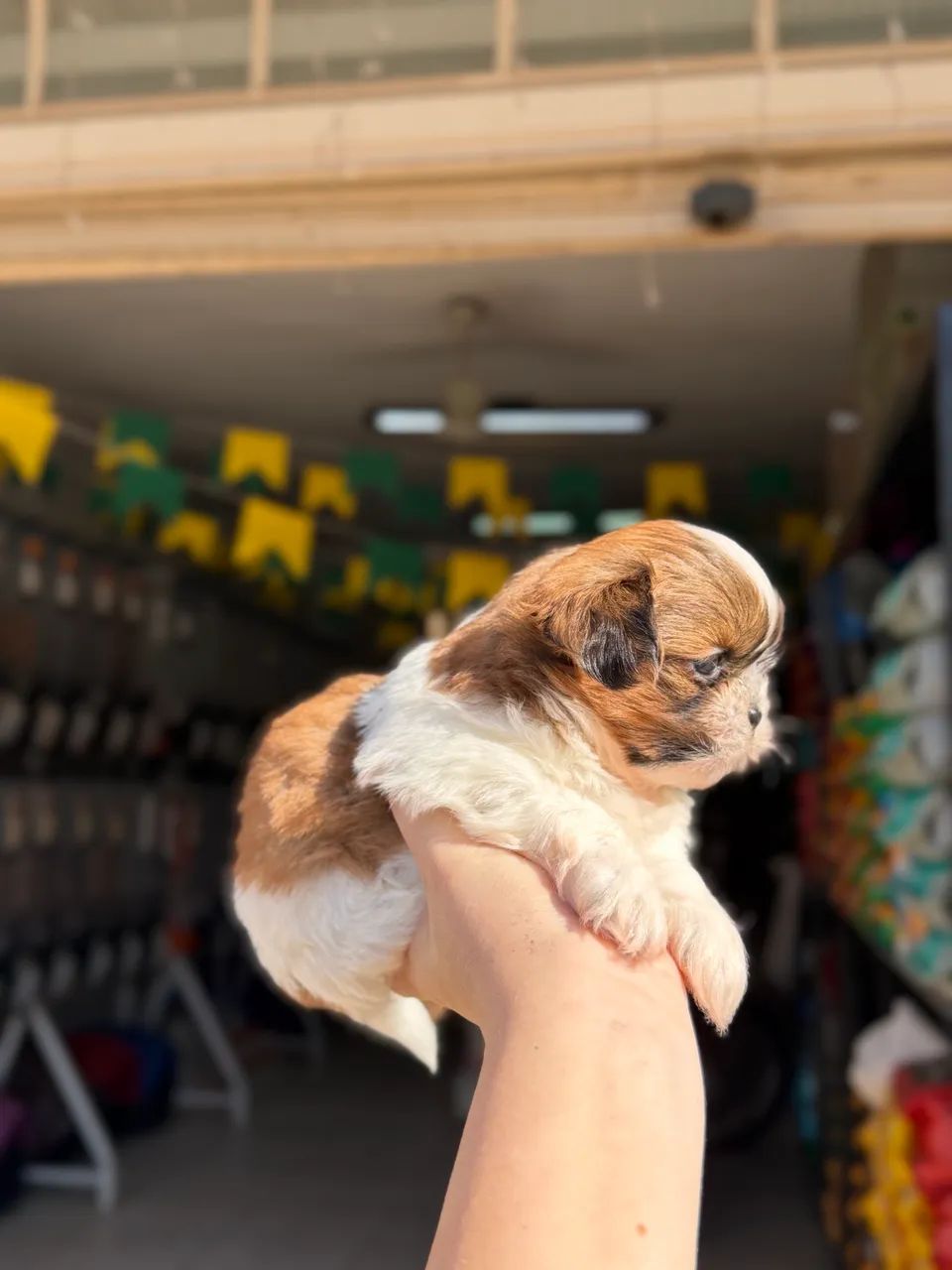Shihtzu macho tricolor - Foto 2