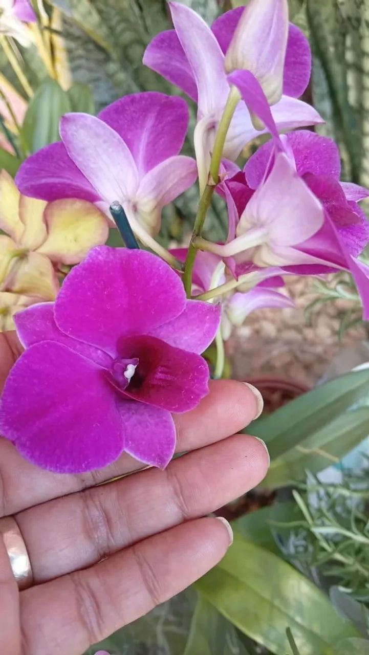 Orquídea  - Foto 5