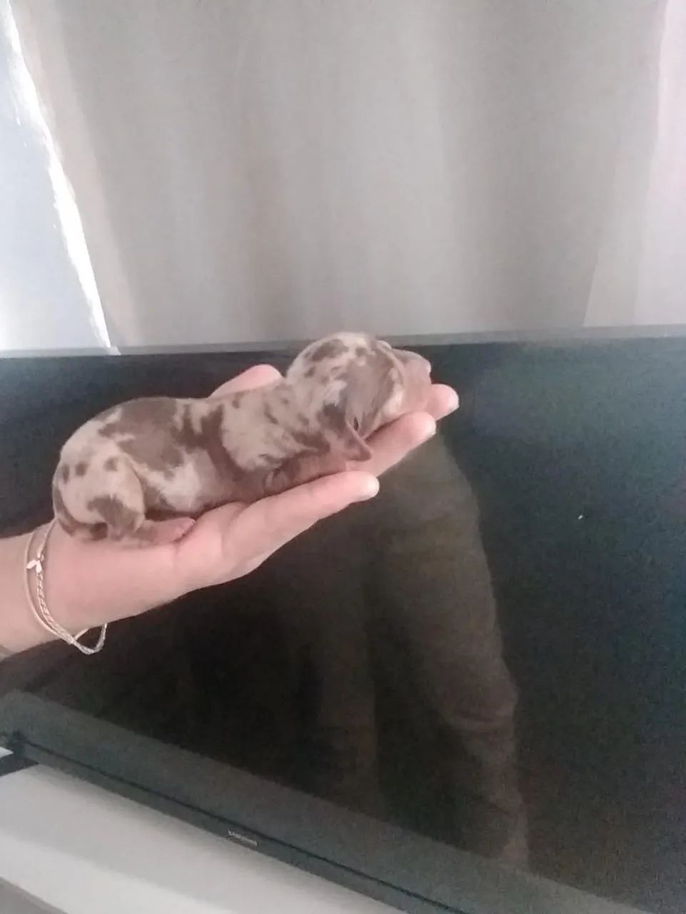 Lindo filhote de dachshund - Foto 4