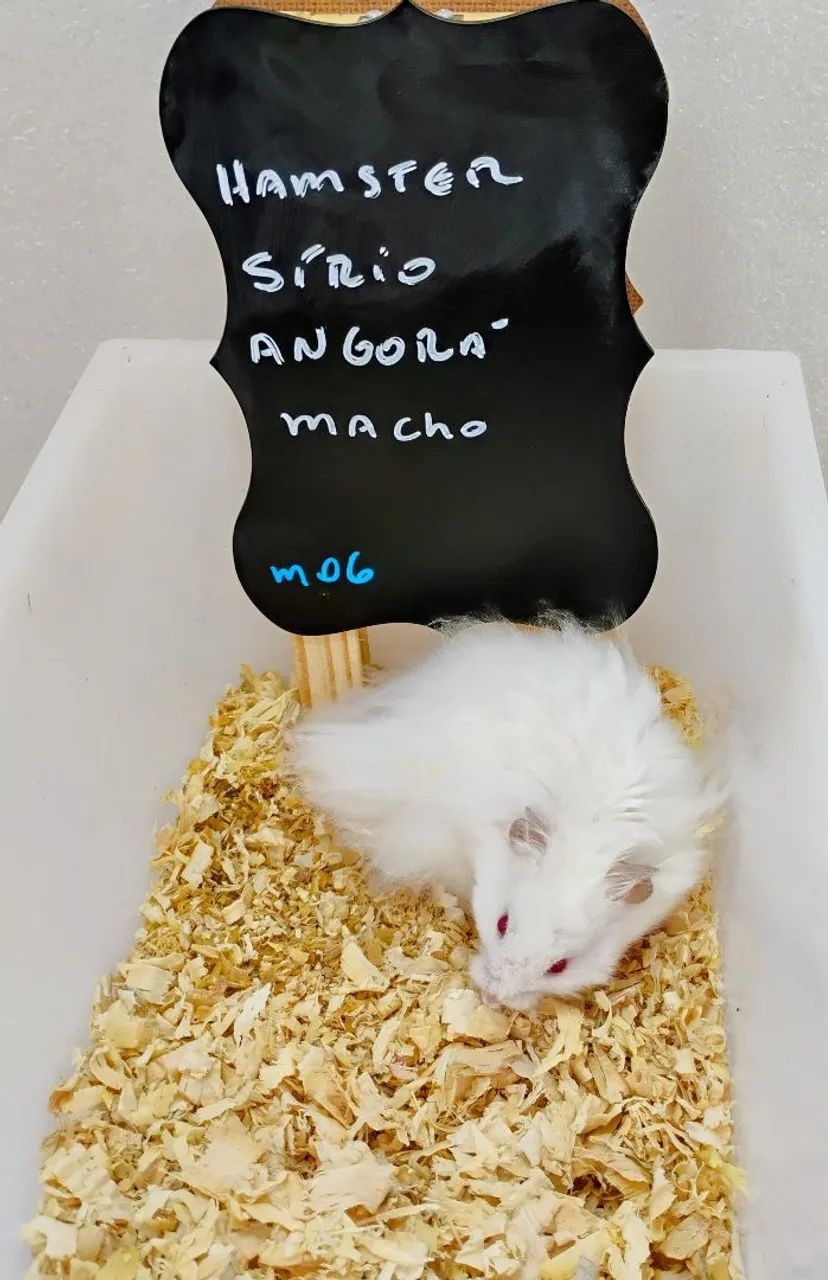 Hamster Sírio, Angorá e Anão Russo Filhotes  - Foto 4