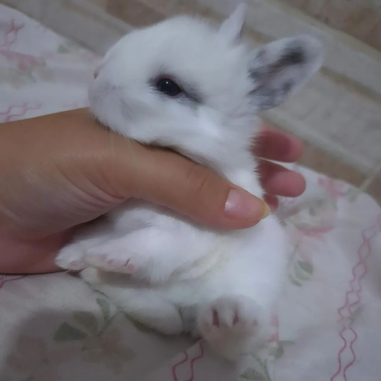 Mini Lop  - Foto 5