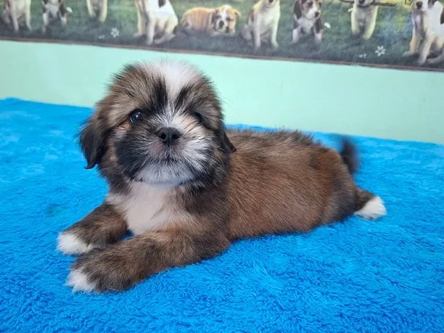 Lhasa Apso - Machinho Disponível - Foto 2