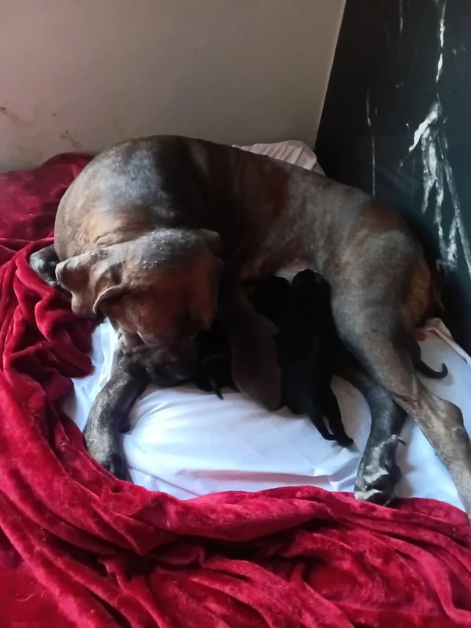 Cane corso  - Foto 2