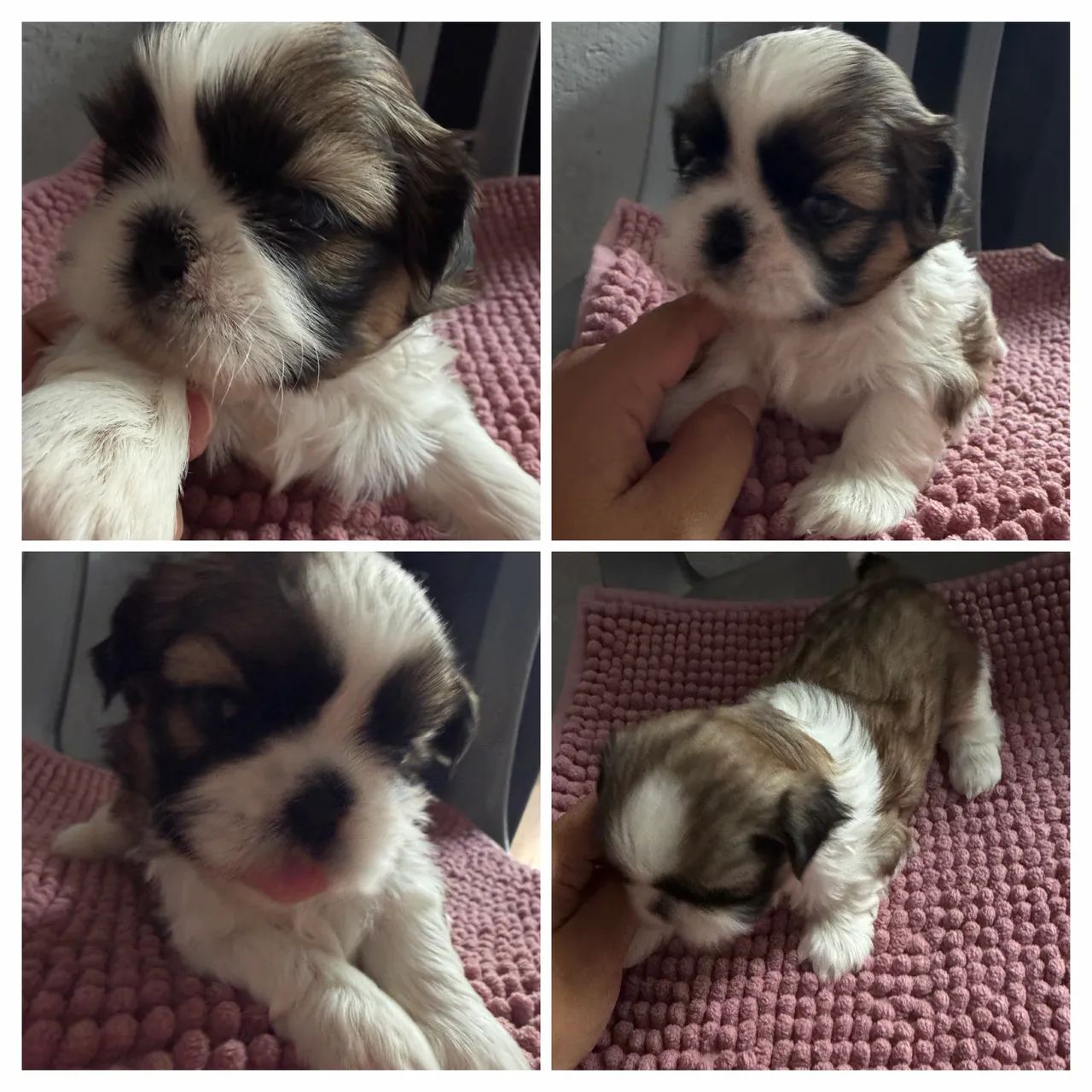 Shitzu Mini Macho - Foto 3