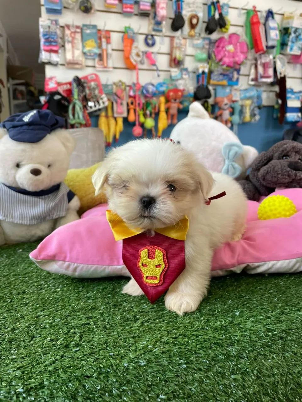 Shihtzu machinho cor branco a pronta entrega  - Foto 2