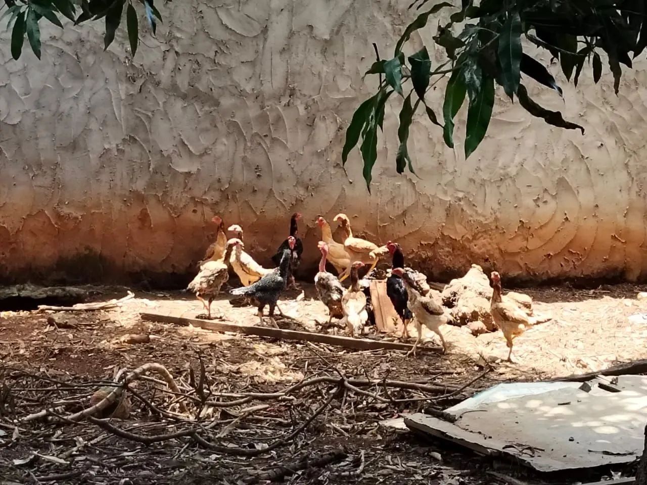Galinha  - Foto 4