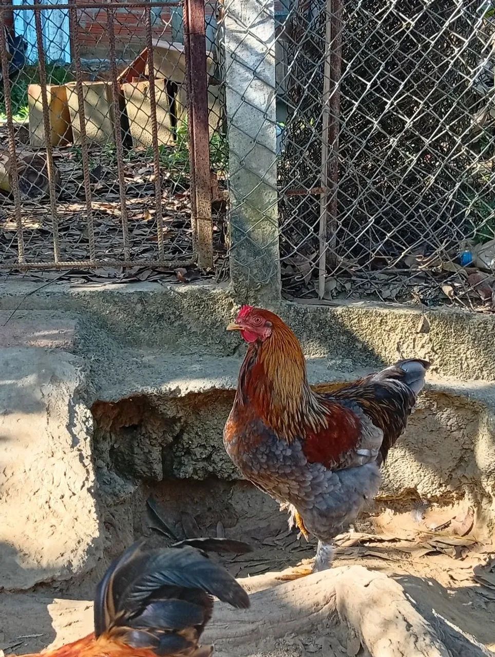 Todos saudáveis  - Foto 4