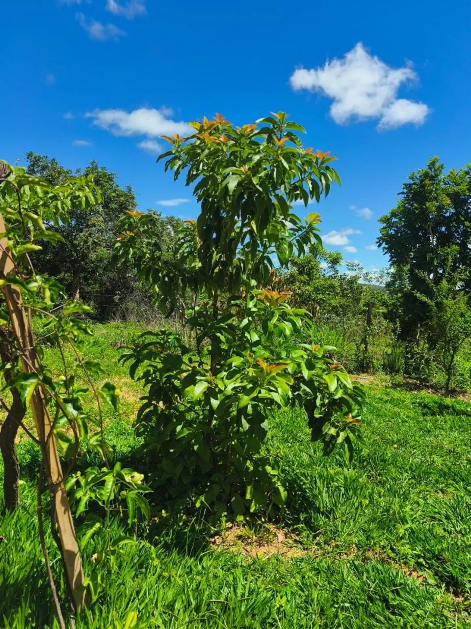 Fazenda pra café Altitude e agronegócio!! - Foto 2