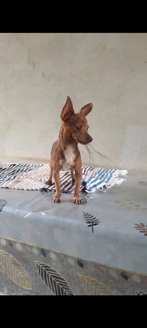 Pinscher Macho chocomerle  - Foto 3