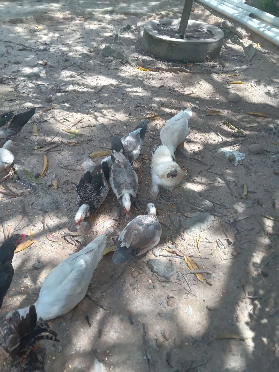 Patos