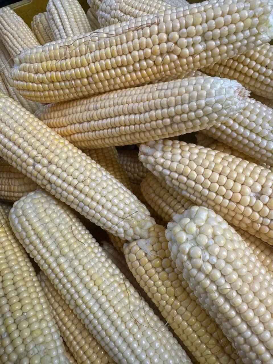 Milho verde $20 a DÚZIA  - Foto 3