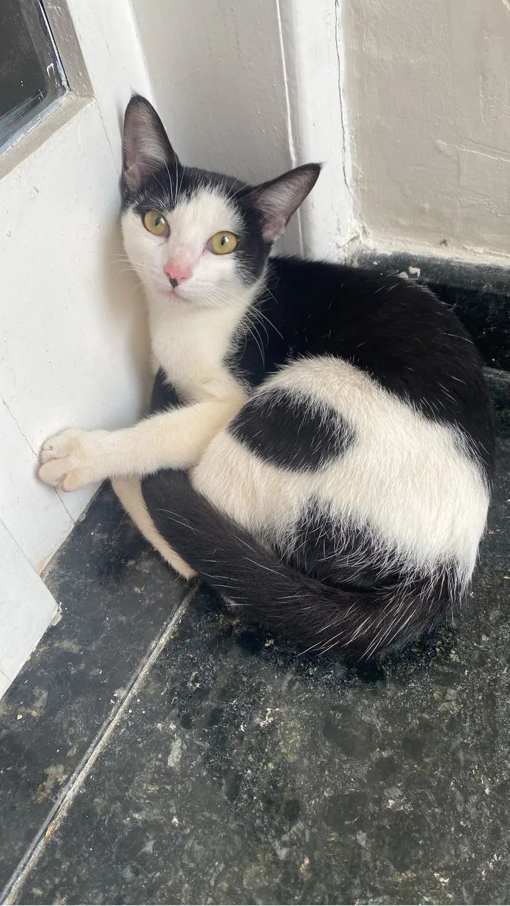 gatinha para adoção  - Foto 3