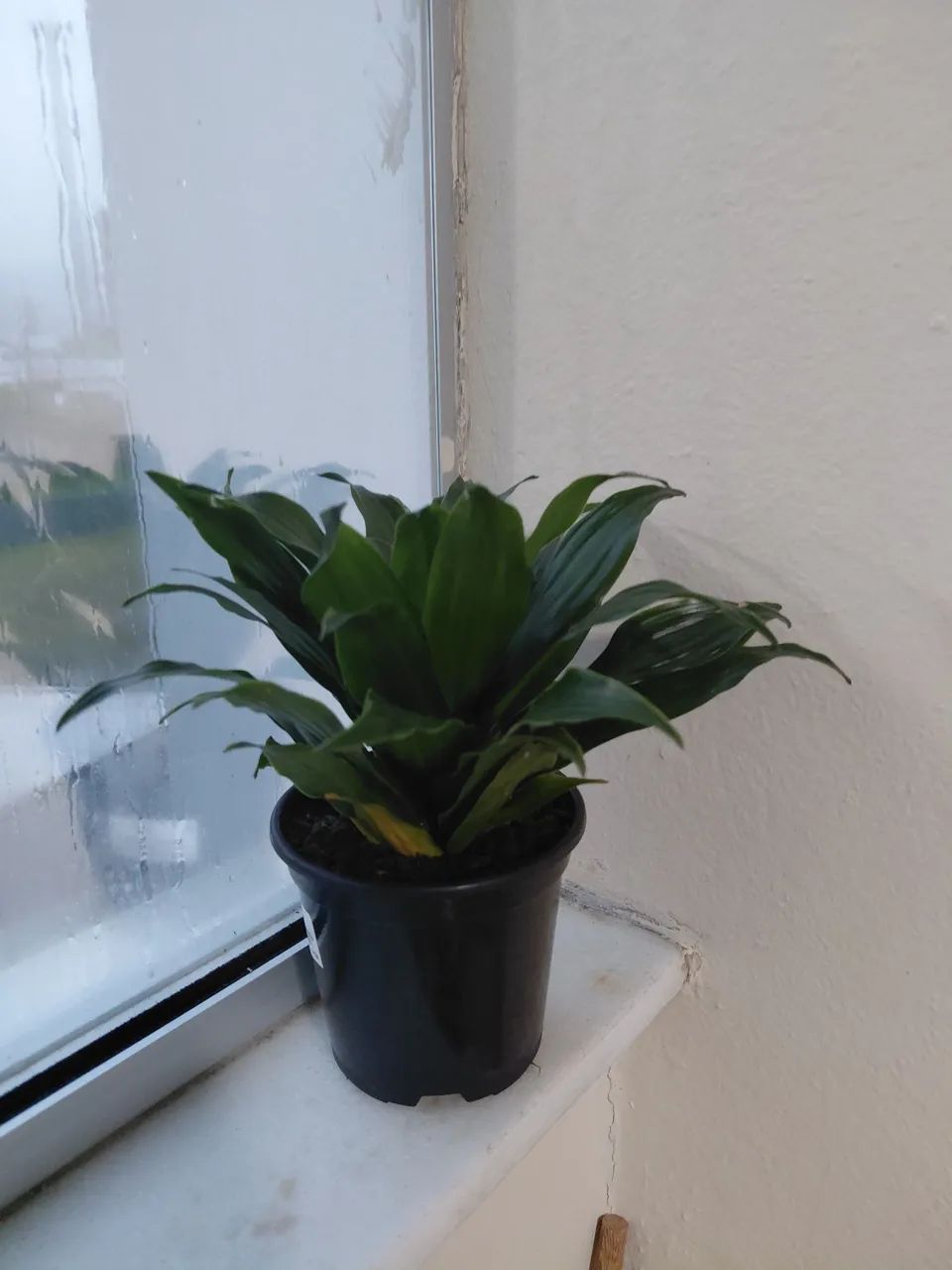 Planta Dracena compacta - Foto 2